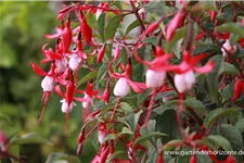 Garten-Fuchsie 'Madame Cornelissen' 1 Liter Topf