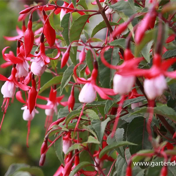 Garten-Fuchsie 'Madame Cornelissen'