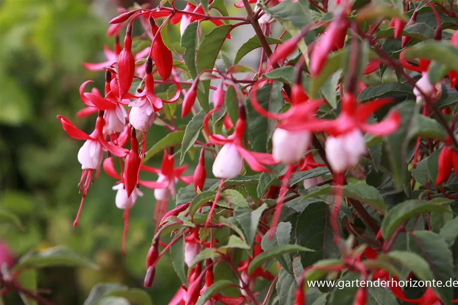 Garten-Fuchsie 'Madame Cornelissen' 1 Liter Topf