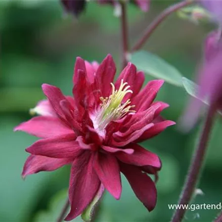 Gefüllte Akelei 'Ruby Port'