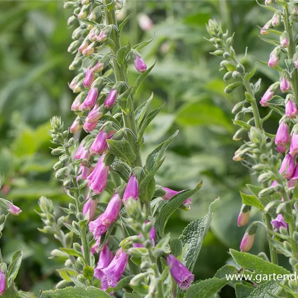 Fingerhut 'Gloxiniaeflora'