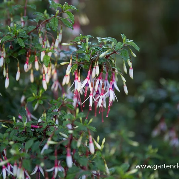 Garten-Fuchsie