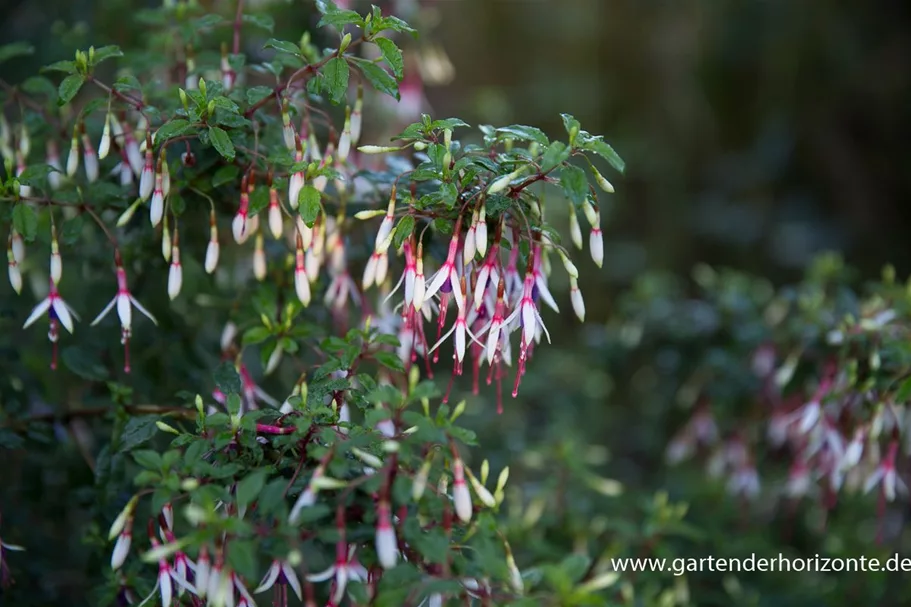 Garten-Fuchsie 9 x 9 cm Topf 0,5 Liter