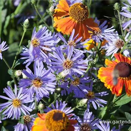 Großblättrige Aster 'Twilight'