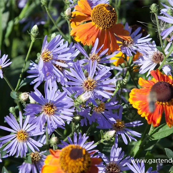 Großblättrige Aster 'Twilight'