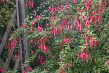 Garten-Fuchsie 1 Liter Topf