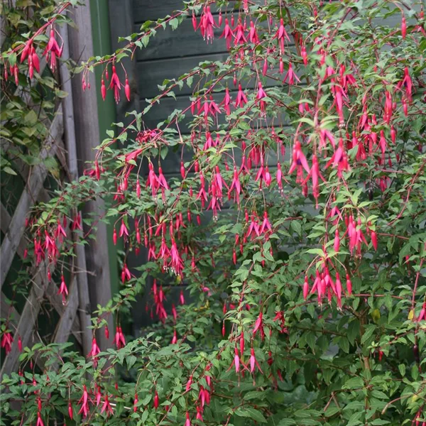 Garten-Fuchsie