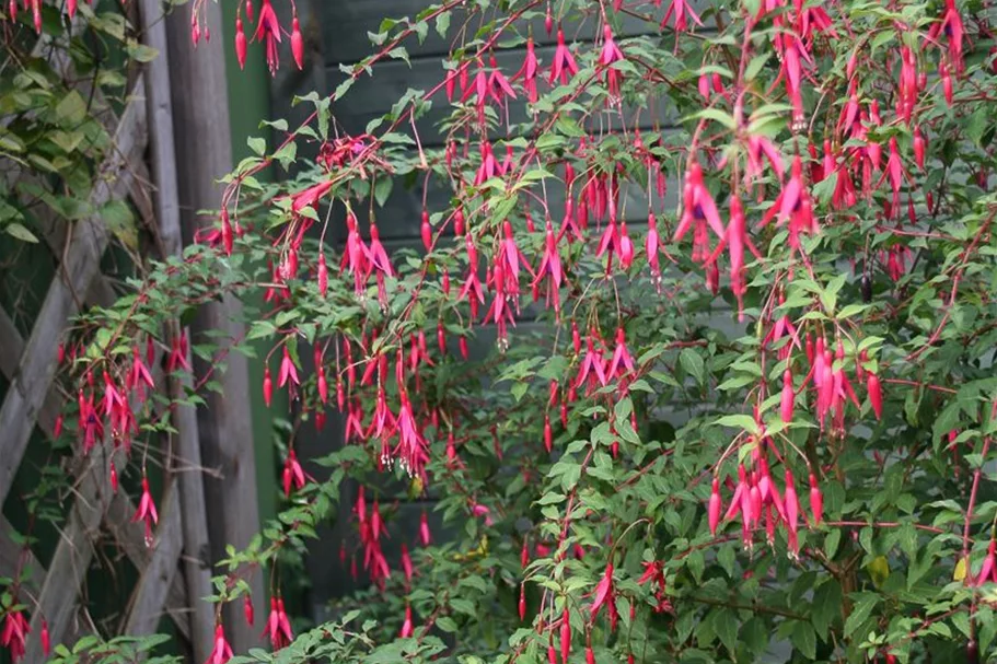 Garten-Fuchsie 1 Liter Topf