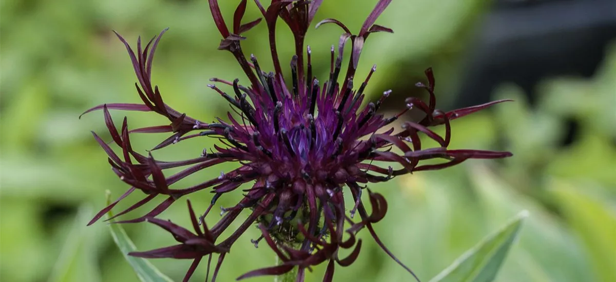 Berg-Flockenblume 'Jordy' 1 Liter Topf