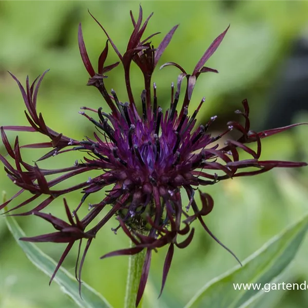 Berg-Flockenblume 'Jordy'