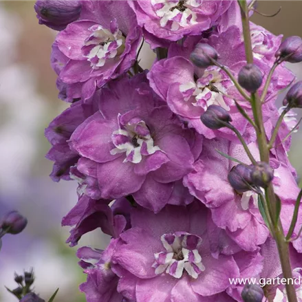 Englischer Rittersporn 'Pink Power'