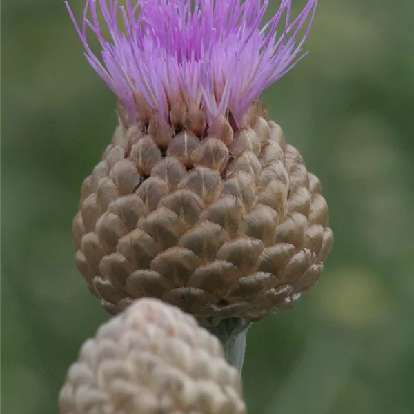 Flockenblume 'Pulchra Major'