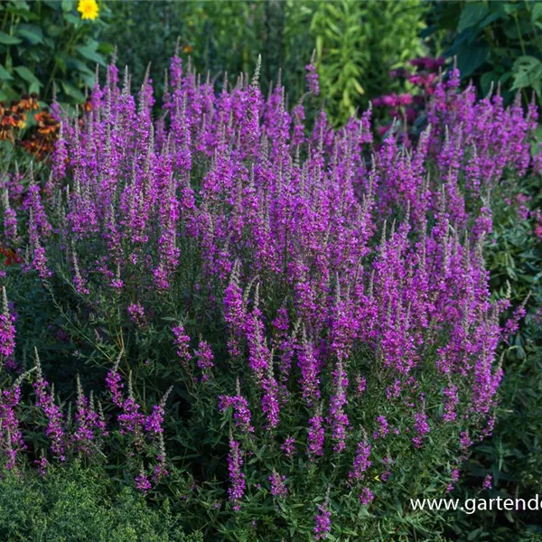 Blut-Weiderich 'Morden Pink'