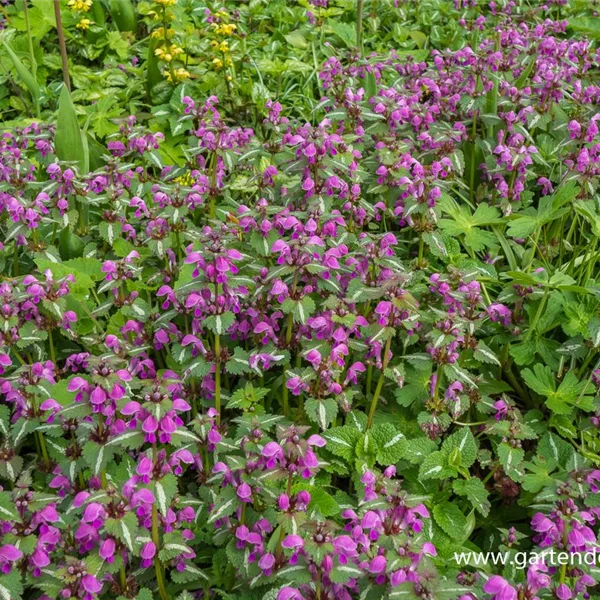 Gefleckte Taubnessel 'Argenteum'