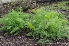 Gewöhnlicher Fenchel 9 x 9 cm Topf 0,5 Liter