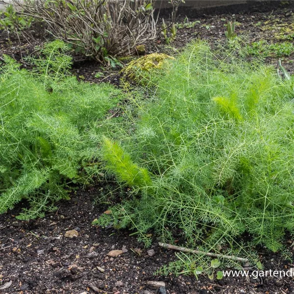 Gewöhnlicher Fenchel