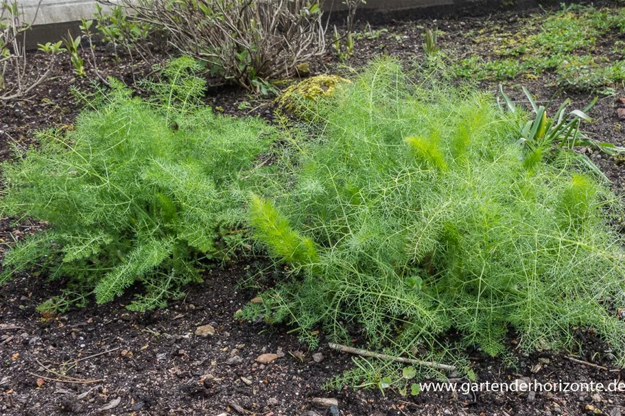 Gewöhnlicher Fenchel 9 x 9 cm Topf 0,5 Liter