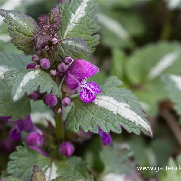 Gefleckte Taubnessel 'Chequers'