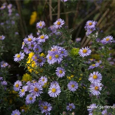 Amethyst-Aster 'Freiburg'