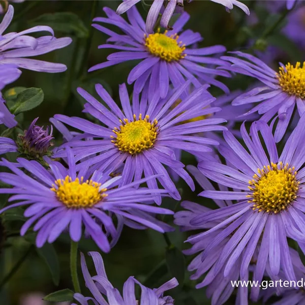 Frikarts Aster 'Mönch'