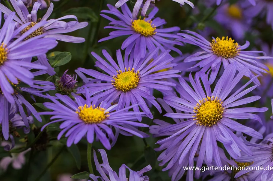 Frikarts Aster 'Mönch' 9 x 9 cm Topf 0,5 Liter