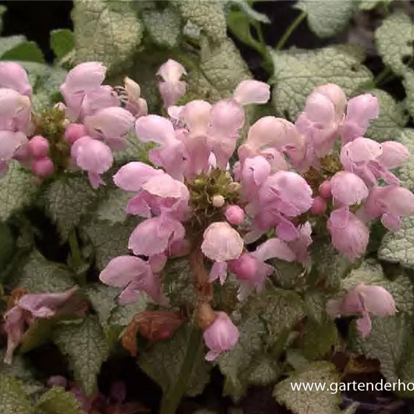 Gefleckte Taubnessel 'Pink Pewter'