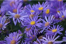 Frikarts Aster 'Jungfrau' 9 x 9 cm Topf 0,5 Liter