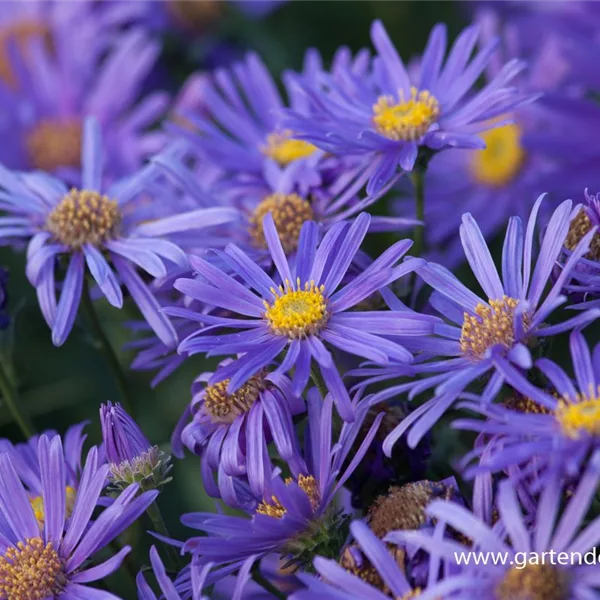 Frikarts Aster 'Jungfrau'