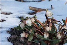 Frühblühende Christrose 'Praecox' 1 Liter Topf