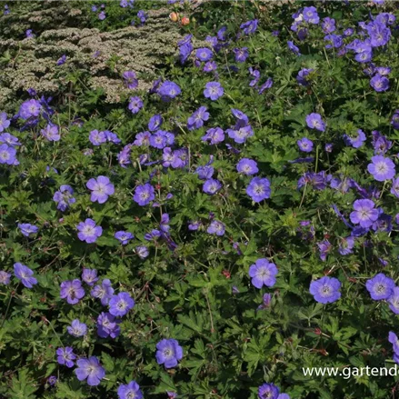 Dauerblühender Storchschnabel 'Rozanne'