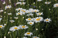 Großblumige Sommer-Margerite 'Gruppenstolz' 9 x 9 cm Topf 0,5 Liter