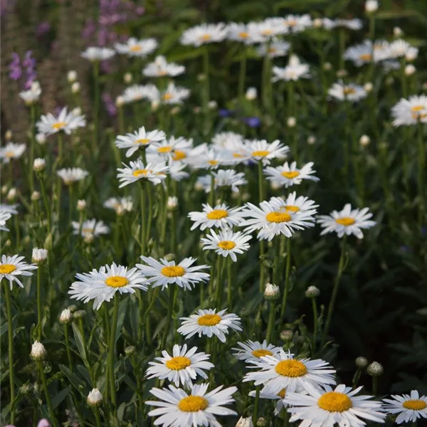 Großblumige Sommer-Margerite 'Gruppenstolz'