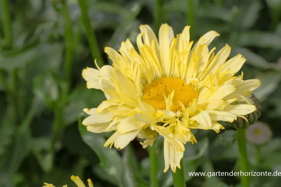 Großblumige Sommer-Margerite 'Goldfinch'