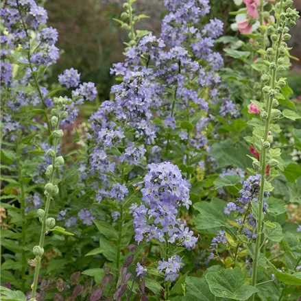 Hohe Dolden-Glockenblume 'Prichard'