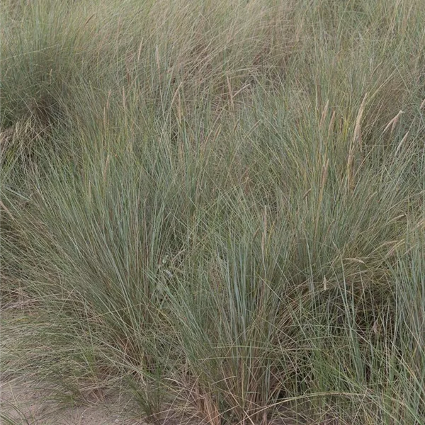 Gewöhnlicher Strandhafer