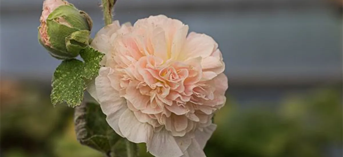 Gefülltblühende Stockrose 'Pleniflora Chaters' lachsrosa 1 Liter Topf