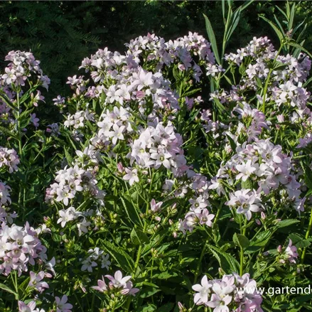 Hohe Dolden-Glockenblume 'Loddon Anne'