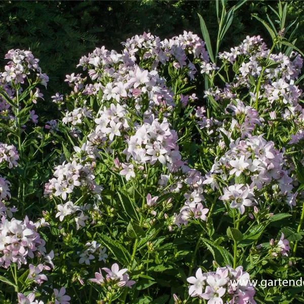 Hohe Dolden-Glockenblume 'Loddon Anne'