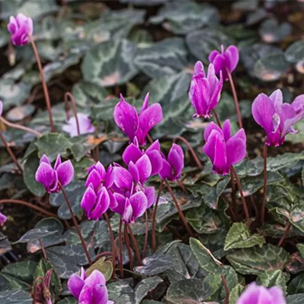 Herbst-Alpenveilchen 'Amaze Me Pink'