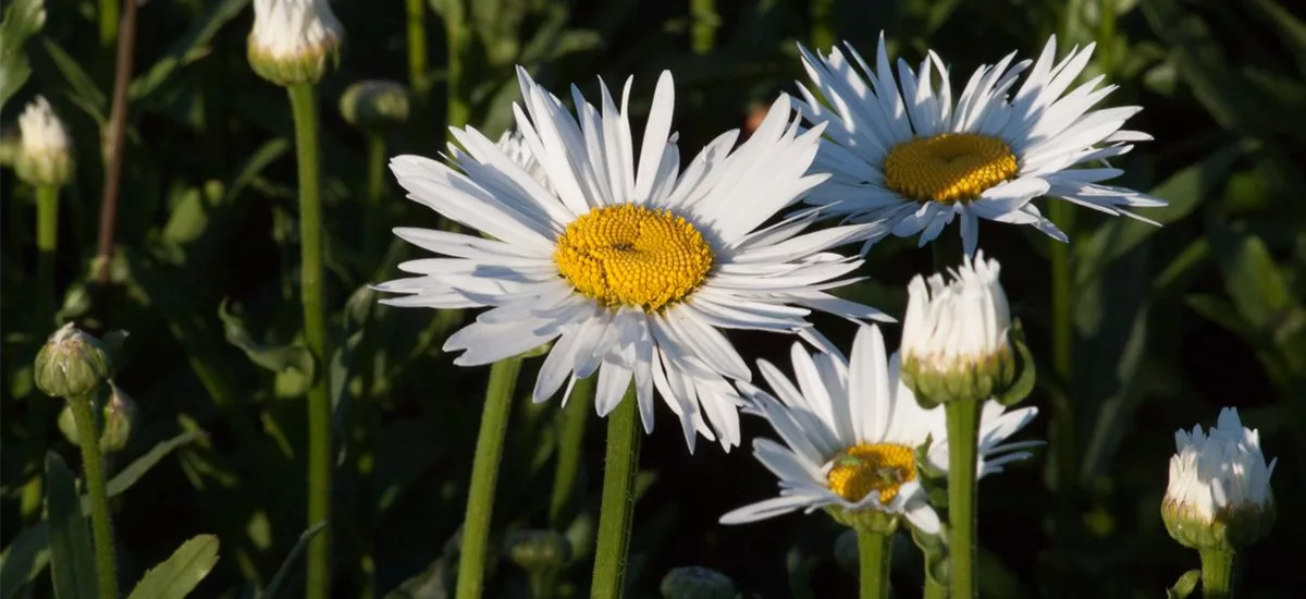 Großblumige Sommer-Margerite 'Brightside' 1 Liter Topf