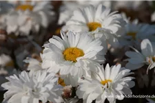 Großblumige Sommer-Margerite 'Victorian Secret' 1 Liter Topf