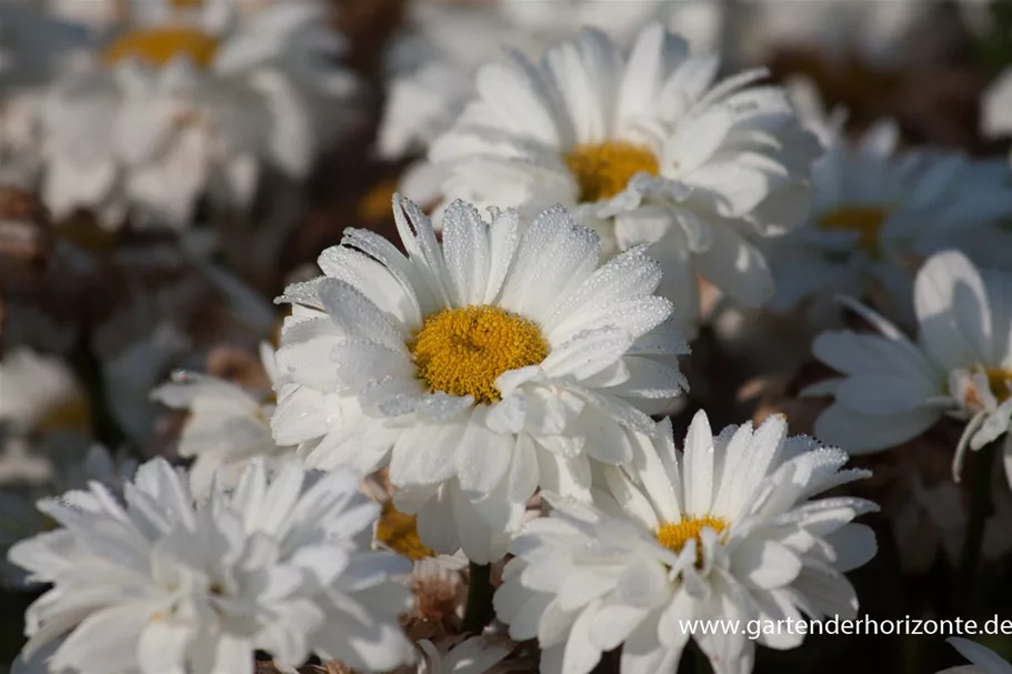 Großblumige Sommer-Margerite 'Victorian Secret' 1 Liter Topf