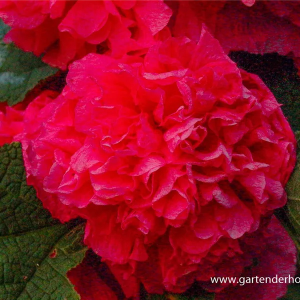 Gefülltblühende Stockrose 'Pleniflora' rot