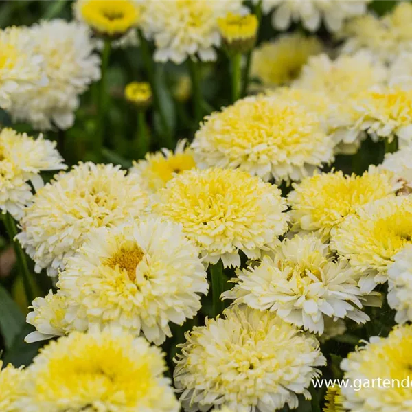 Großblumige Sommer-Margerite 'Luna'