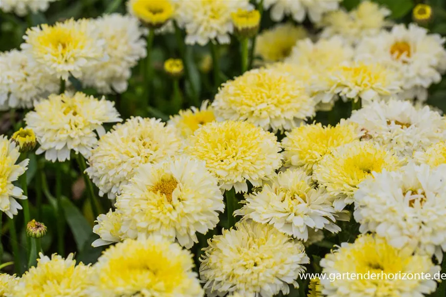 Großblumige Sommer-Margerite 'Luna' 1 Liter Topf