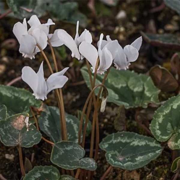 Herbst-Alpenveilchen 'Ivy Ice Pure White'