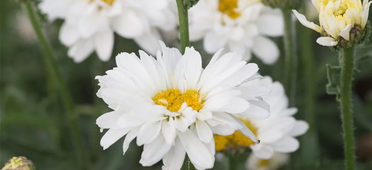 Großblumige Sommer-Margerite 'Paladin' 1 Liter Topf