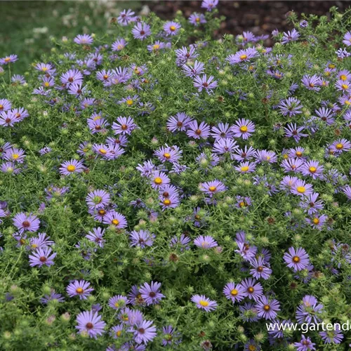 Aromatische Aster 'October Skies'