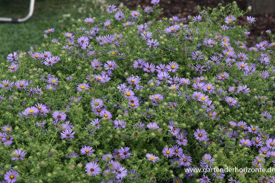 Aromatische Aster 'October Skies' 9 x 9 cm Topf 0,5 Liter