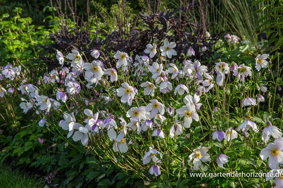 Herbst-Anemone 'Wild Swan'® 1 Liter Topf 